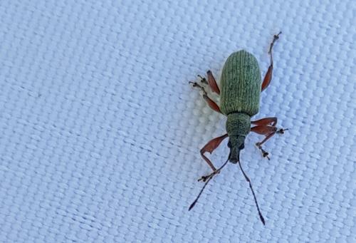Réf. 280 431 : Phyllobius glaucus